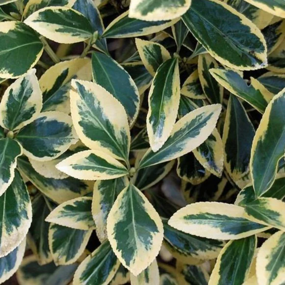 Silver King Euonymus - Image 2
