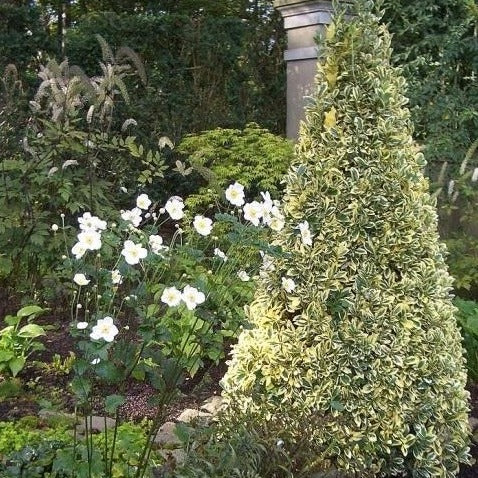 Silver King Euonymus - Image 3