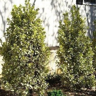 Silver King Euonymus - Image 4