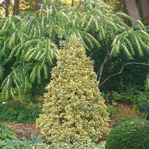 Silver King Euonymus - Image 5