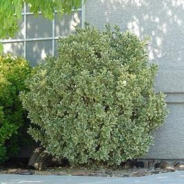 Silver King Euonymus - Image 6