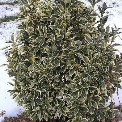 Silver King Euonymus - Image 7