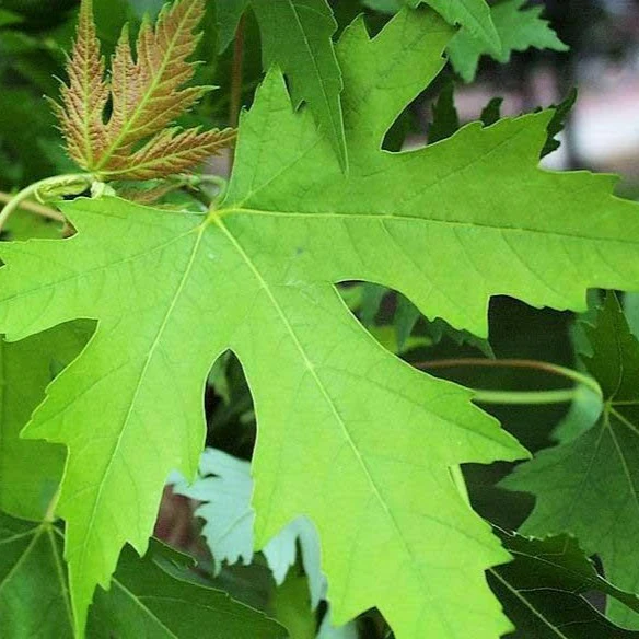 Silver Maple - Image 2