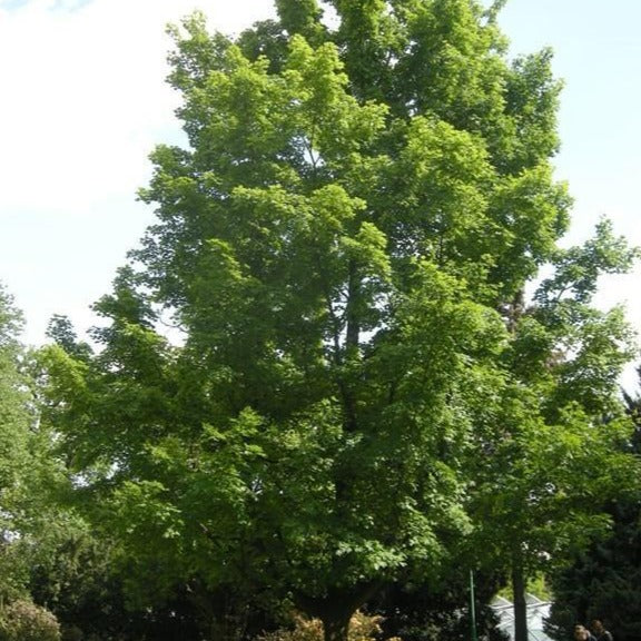 Silver Maple - Image 3