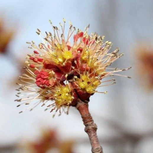 Silver Maple - Image 4