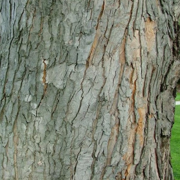 Silver Maple - Image 5