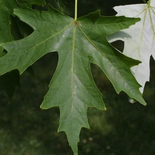 Silver Maple - Image 6
