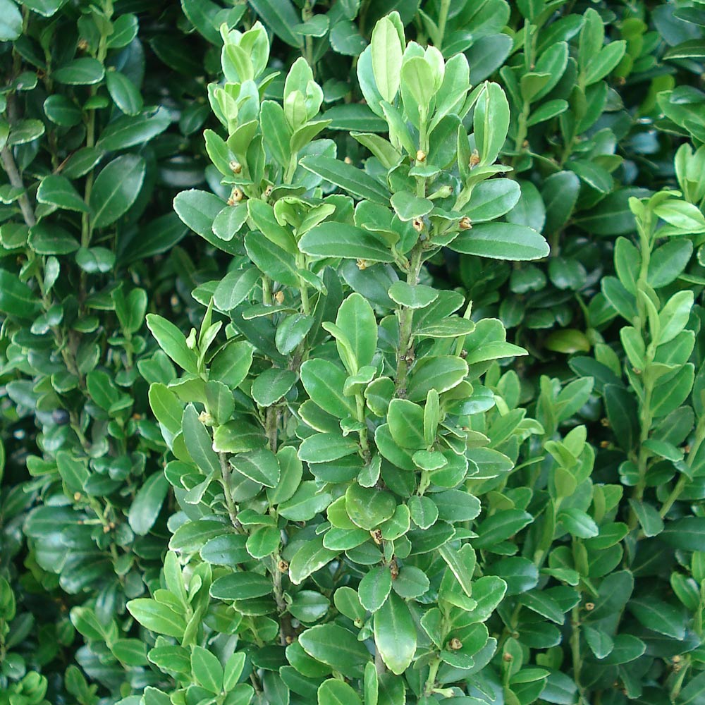 Sky Pencil Holly - Image 5