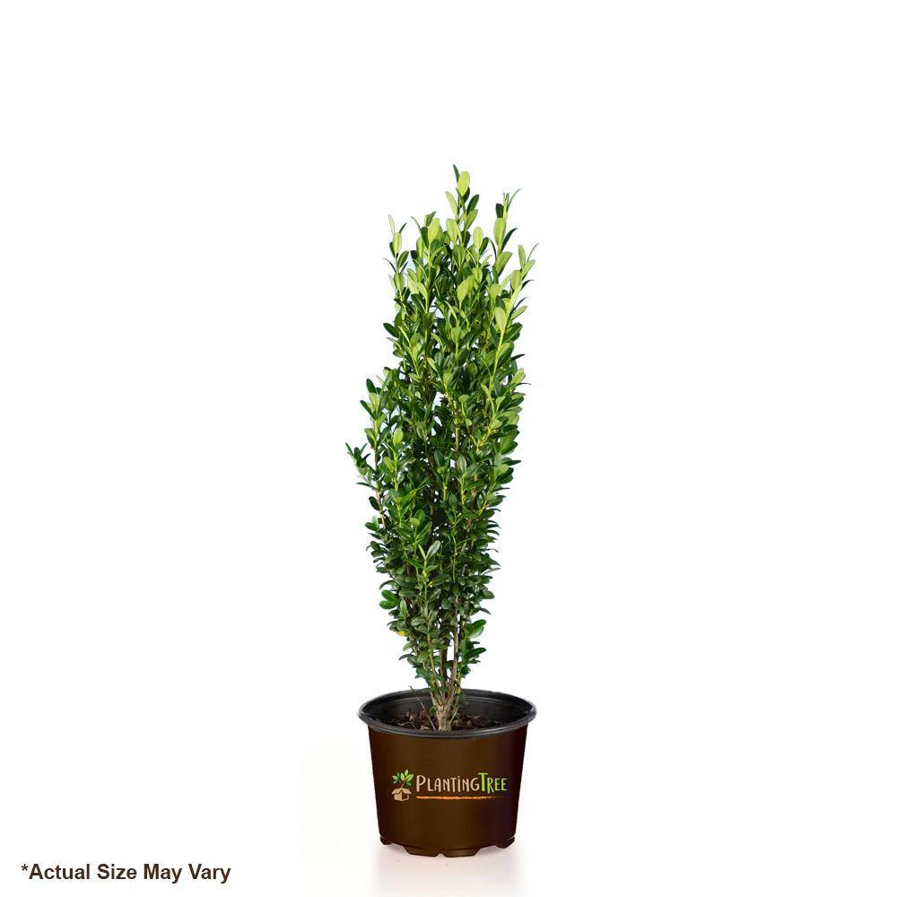 Sky Pencil Holly - Image 6