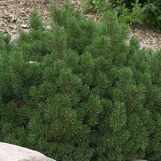 Slowmound Mugo Pine - Image 3