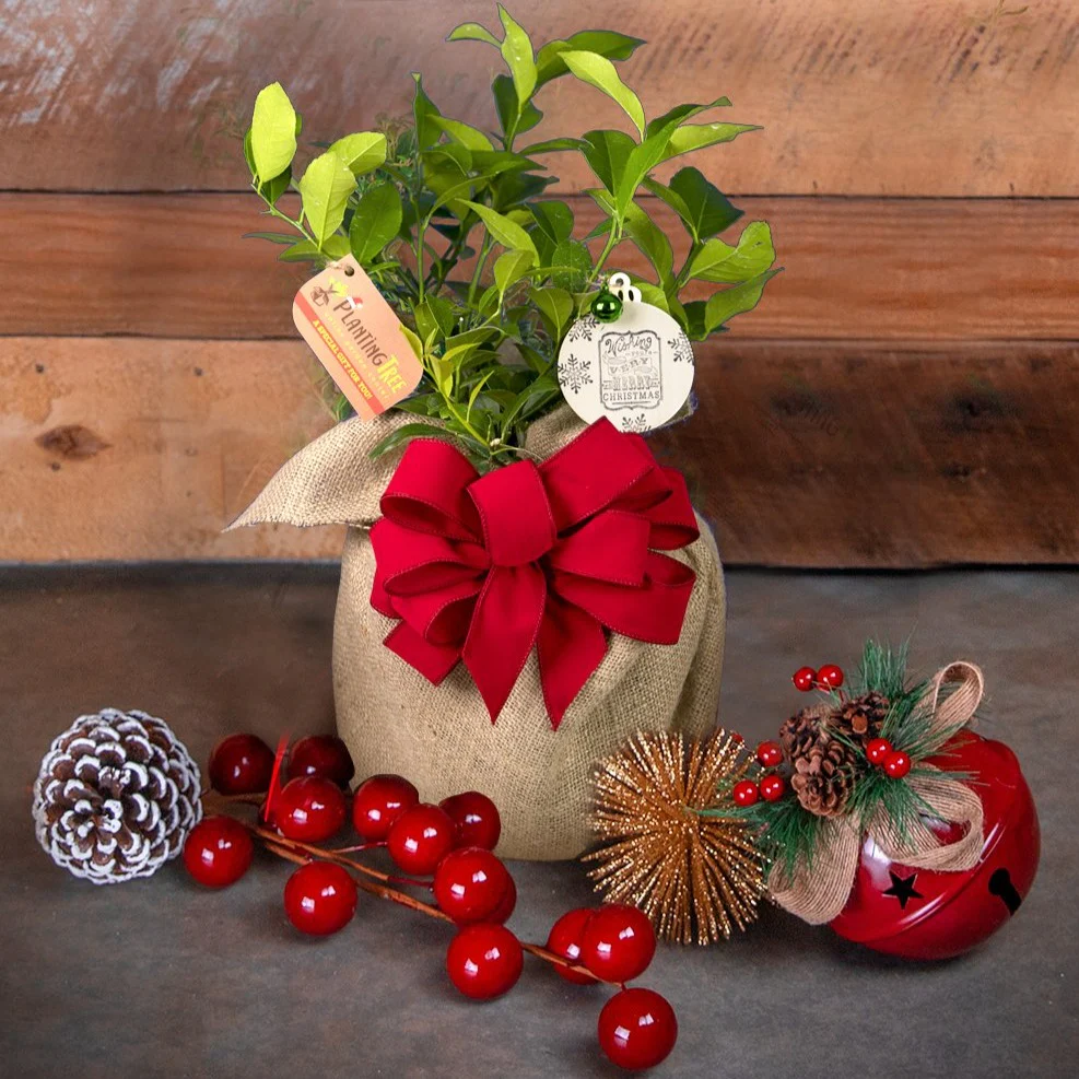 Small Tabletop Christmas Trees - Meyer Lemon Bush