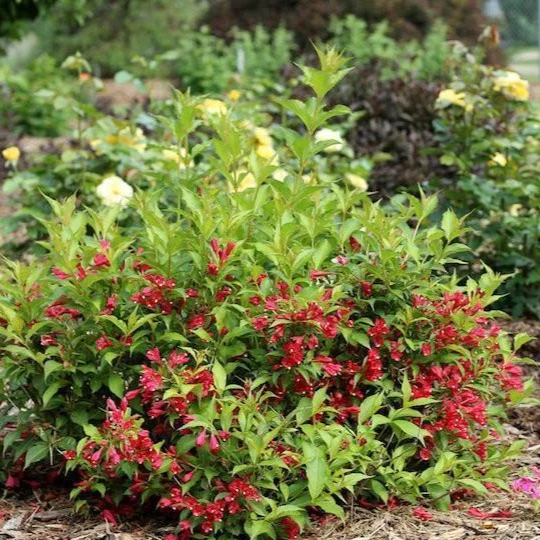 Sonic Bloom Red Weigela - Image 2