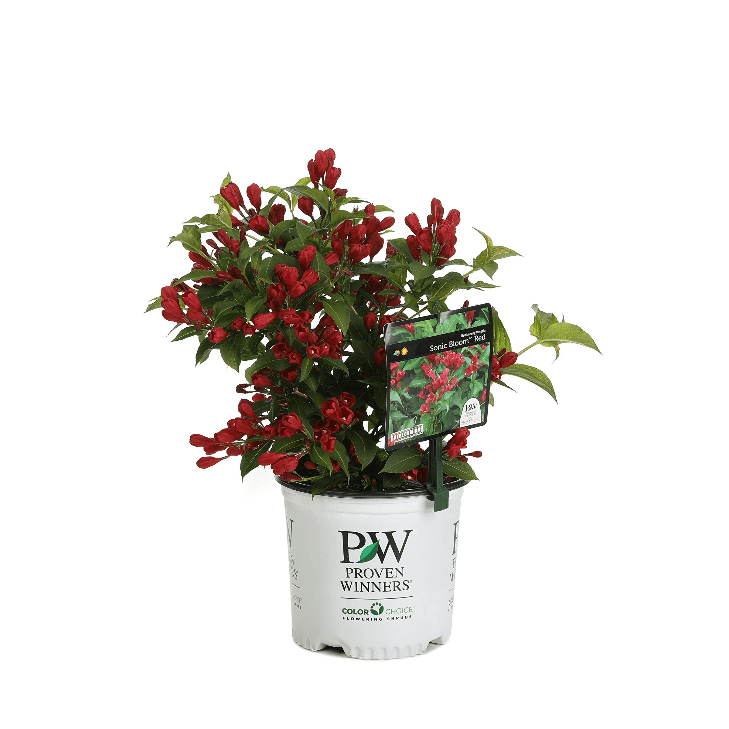 Sonic Bloom Red Weigela - Image 3