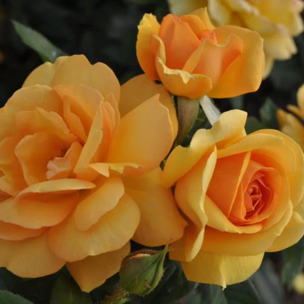 South Africa® Sunbelt® Rose Tree - Image 2