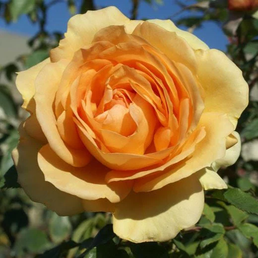 South Africa® Sunbelt® Rose Tree - Image 3