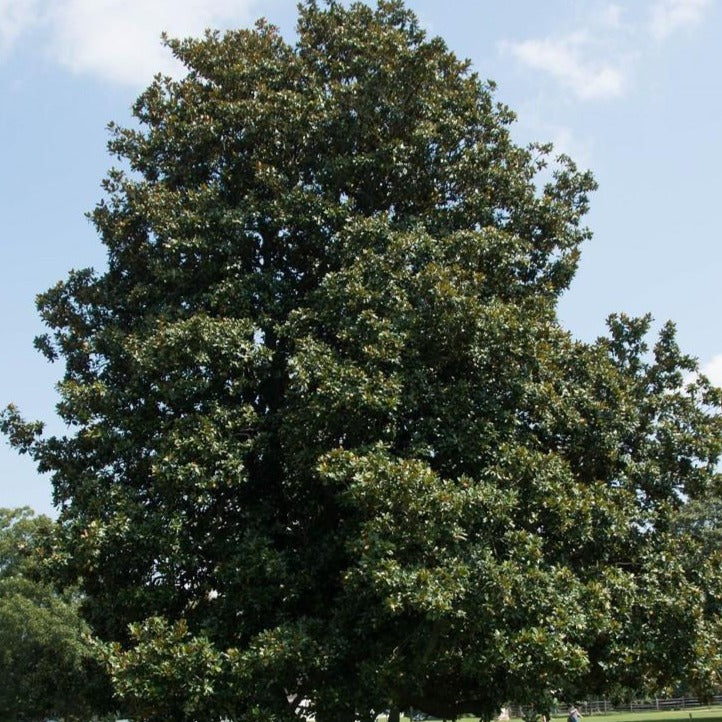 Southern Magnolia - Image 3