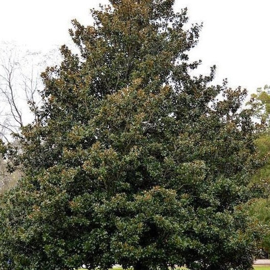 Southern Magnolia - Image 4