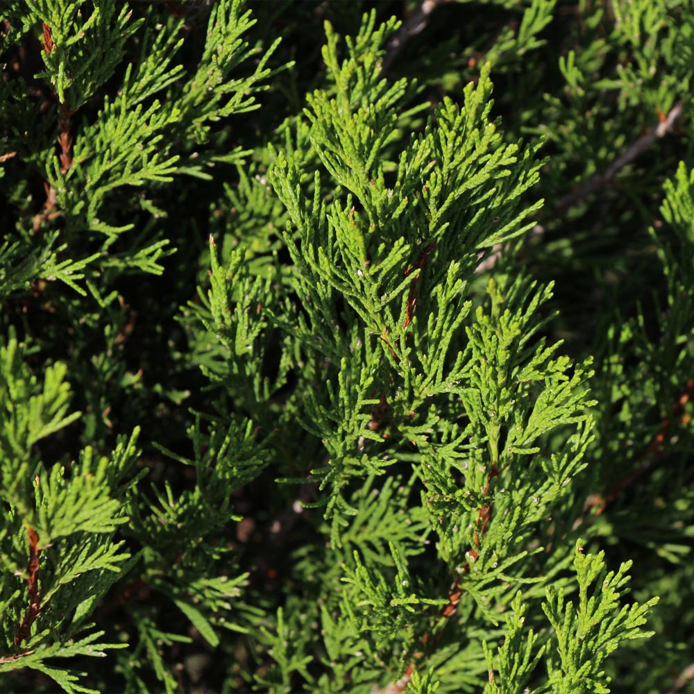 Spartan Juniper Tree - Image 2