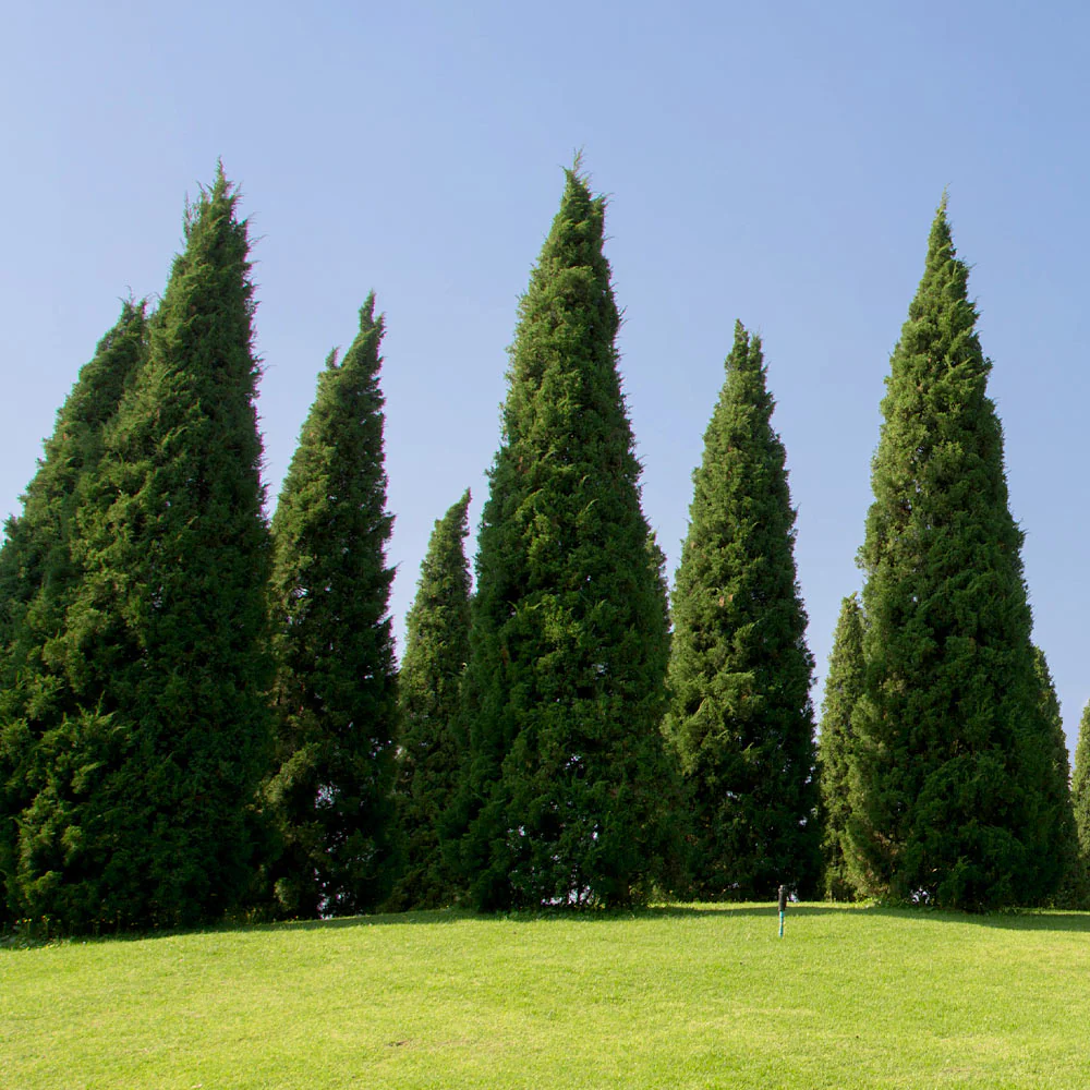 Spartan Juniper Tree - Image 4