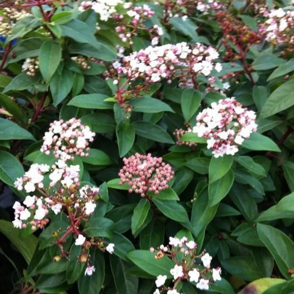 Spring Bouquet Viburnum - Image 3