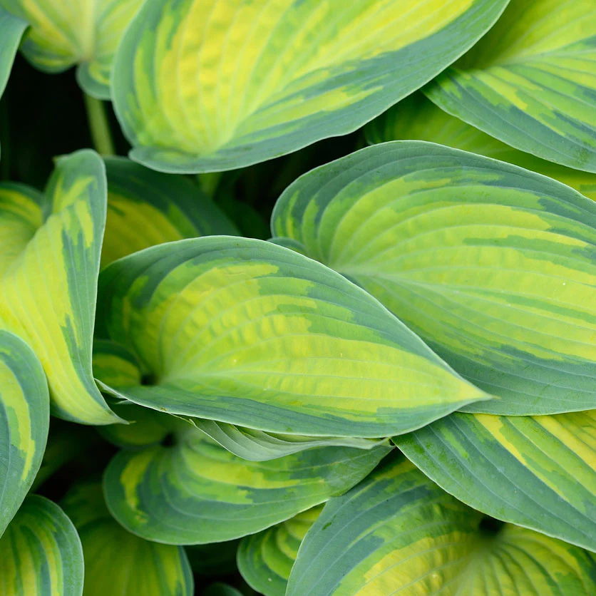 Stained Glass Hosta - Image 2