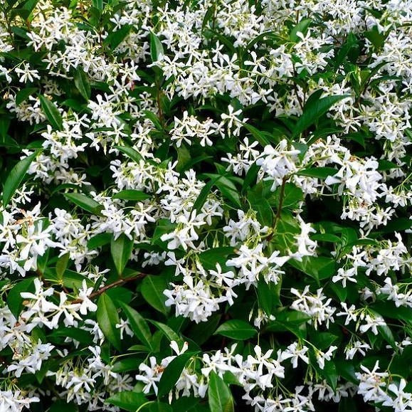 Star Jasmine - Image 2
