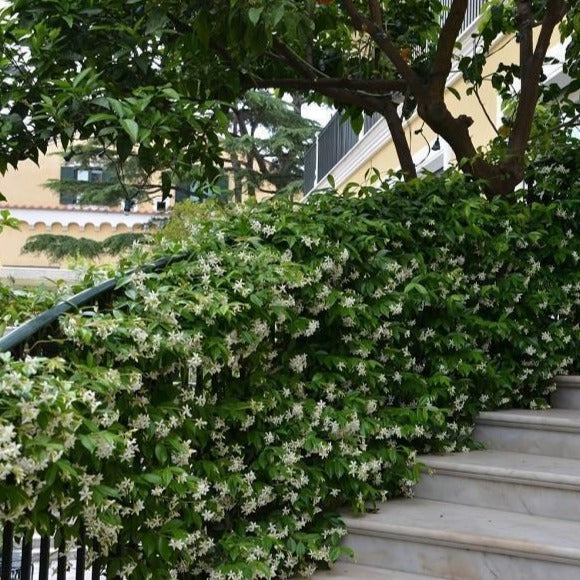 Star Jasmine - Image 3