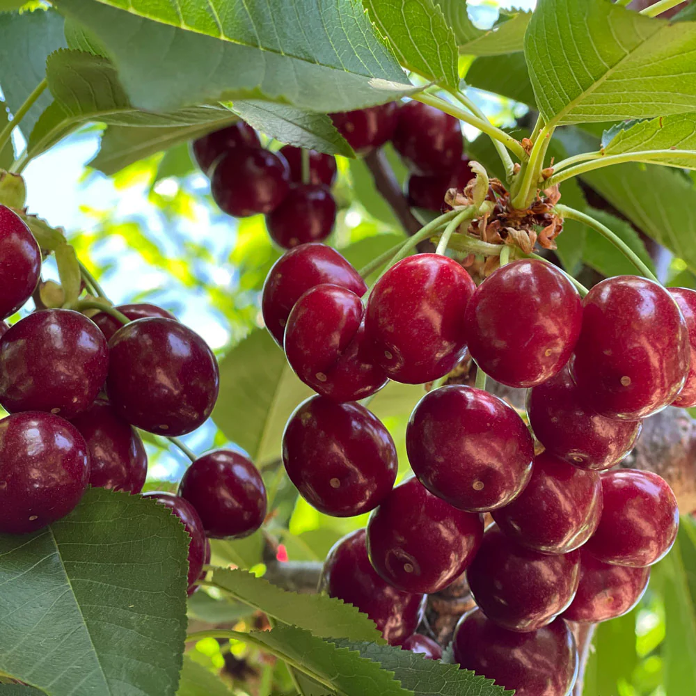 Stella Cherry Tree