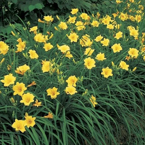 Stella de Oro Daylily - Image 3