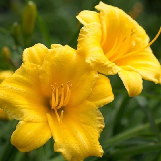 Stella de Oro Daylily - Image 4