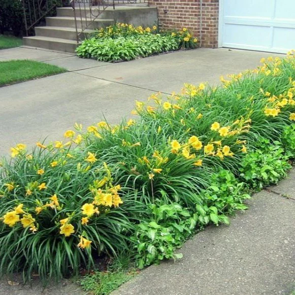 Stella de Oro Daylily - Image 5