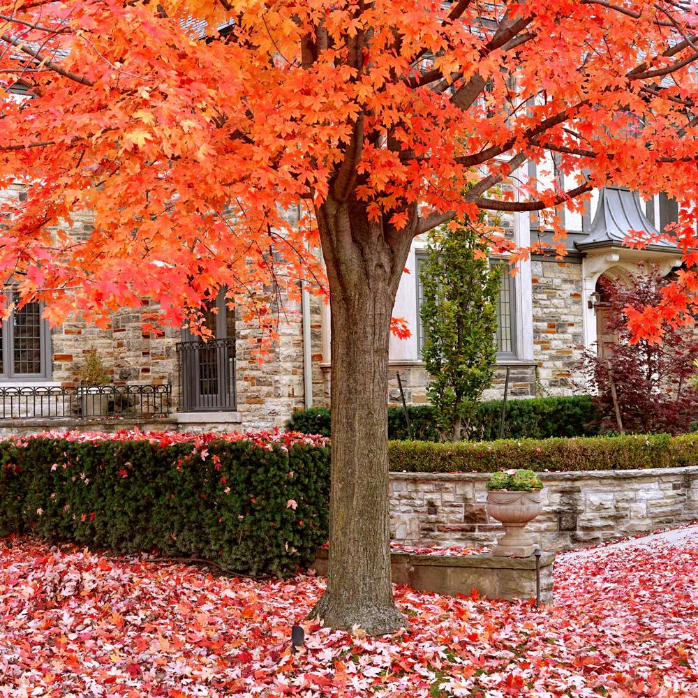 Sugar Maple