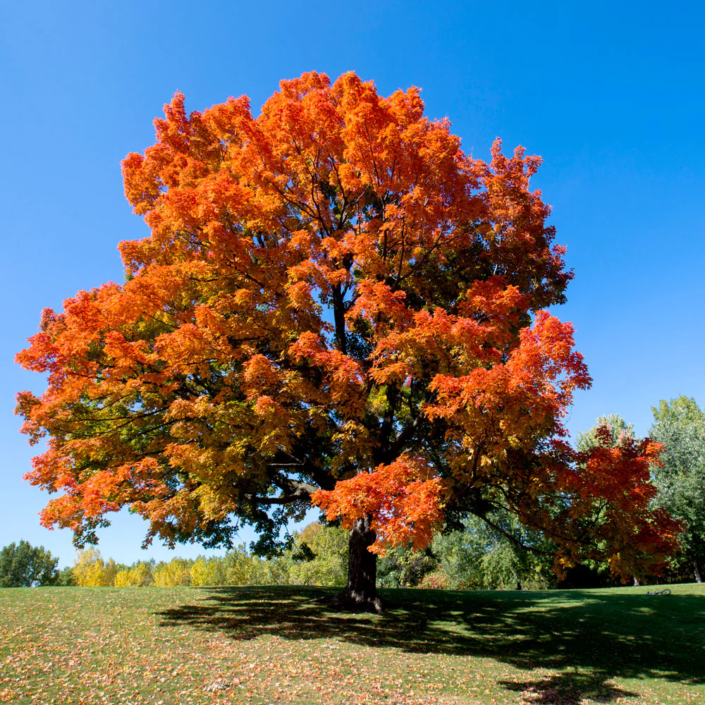 Sugar Maple - Image 2