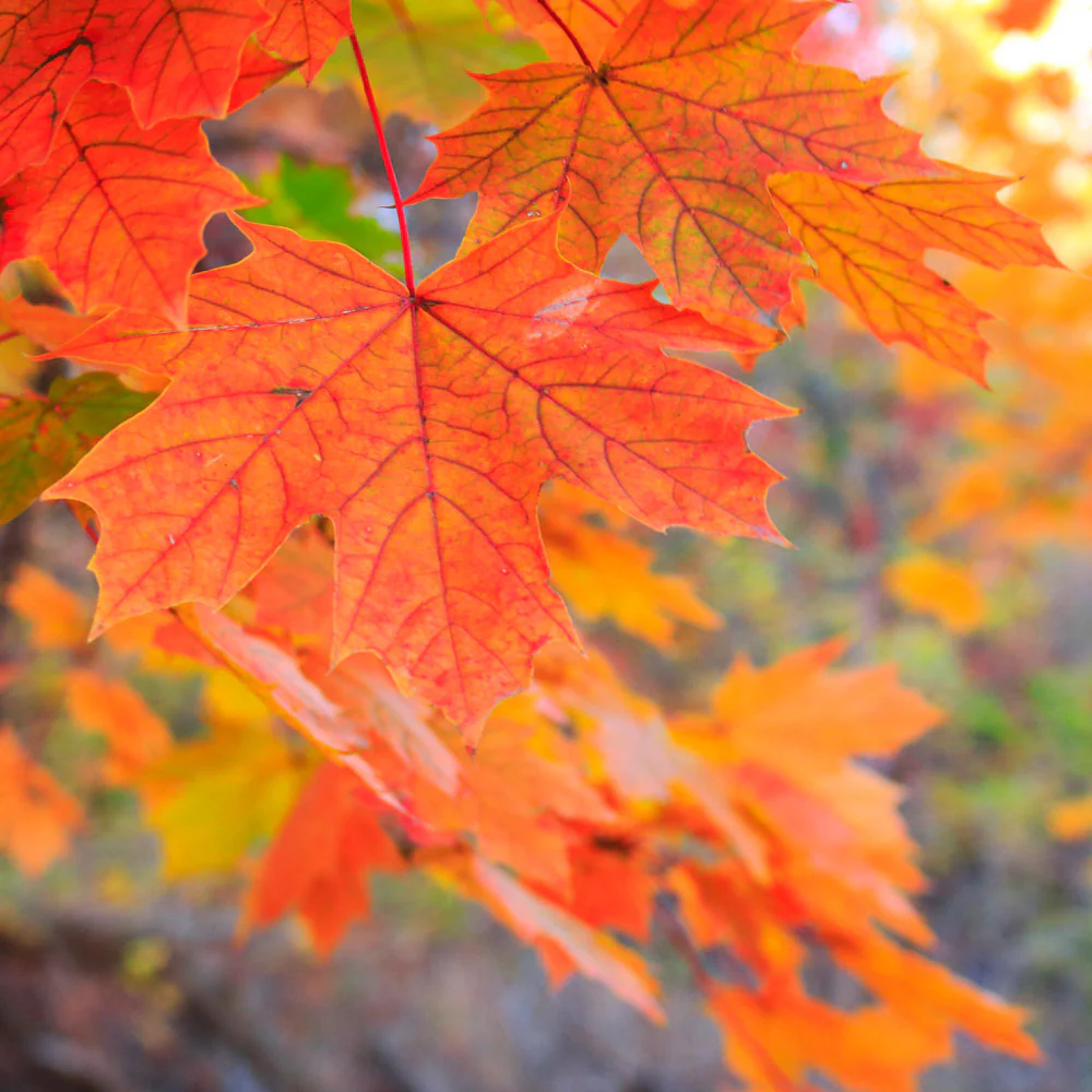 Sugar Maple - Image 3