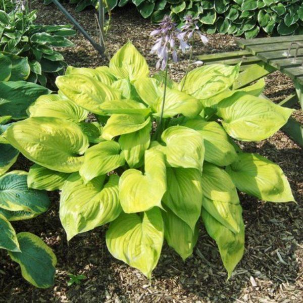 Sum and Substance Hostas
