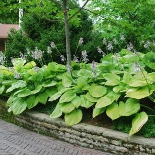 Sum and Substance Hostas - Image 2