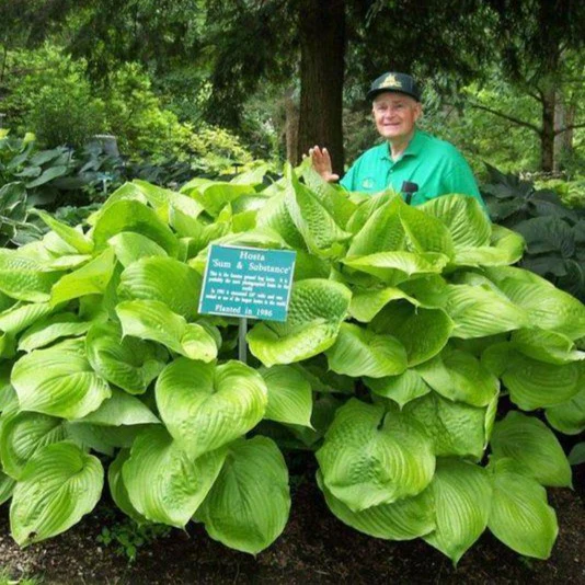 Sum and Substance Hostas - Image 3