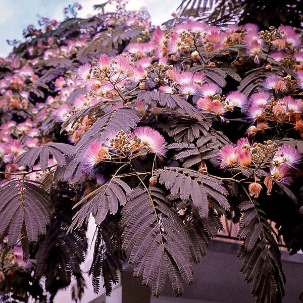 Summer Chocolate Mimosa Tree
