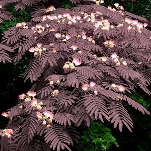 Summer Chocolate Mimosa Tree - Image 2