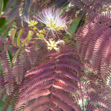 Summer Chocolate Mimosa Tree - Image 3