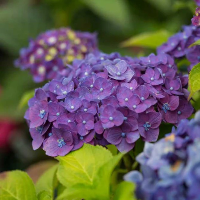 Endless Summer® Summer Crush® Big Leaf Hydrangea - Image 3