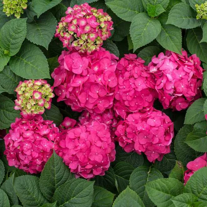Endless Summer® Summer Crush® Big Leaf Hydrangea - Image 4
