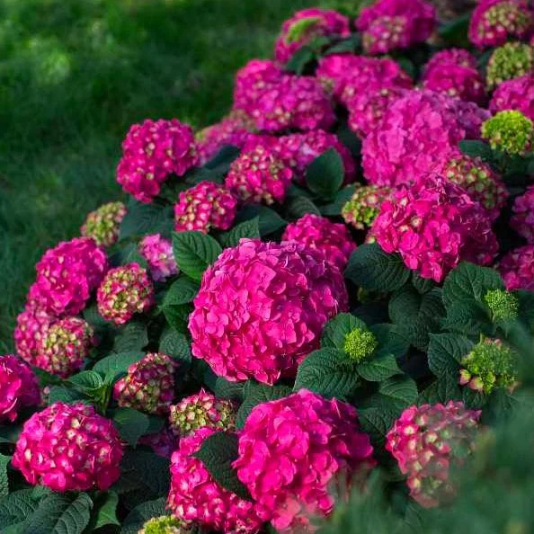 Endless Summer® Summer Crush® Big Leaf Hydrangea - Image 5