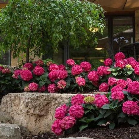 Endless Summer® Summer Crush® Big Leaf Hydrangea - Image 6