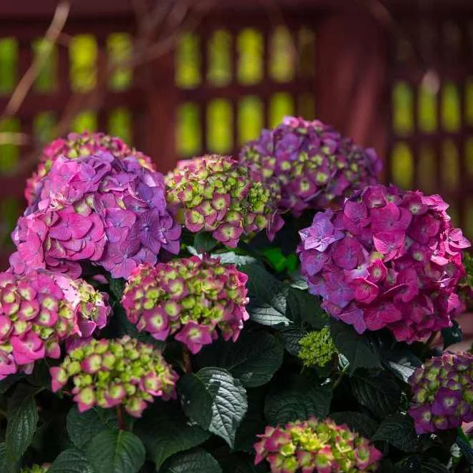 Endless Summer® Summer Crush® Big Leaf Hydrangea - Image 7