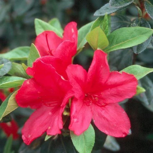 Sun Glow Azalea