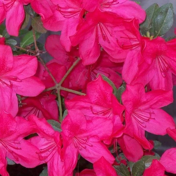 Sun Glow Azalea - Image 2