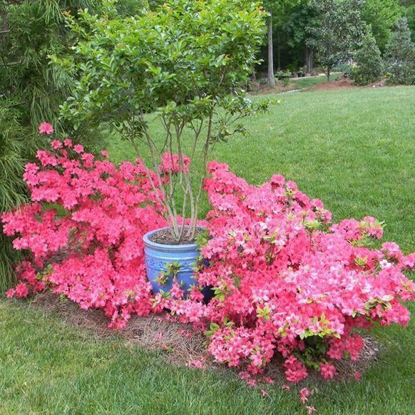Sun Glow Azalea - Image 3