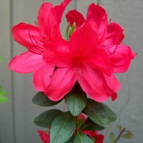 Sun Glow Azalea - Image 4