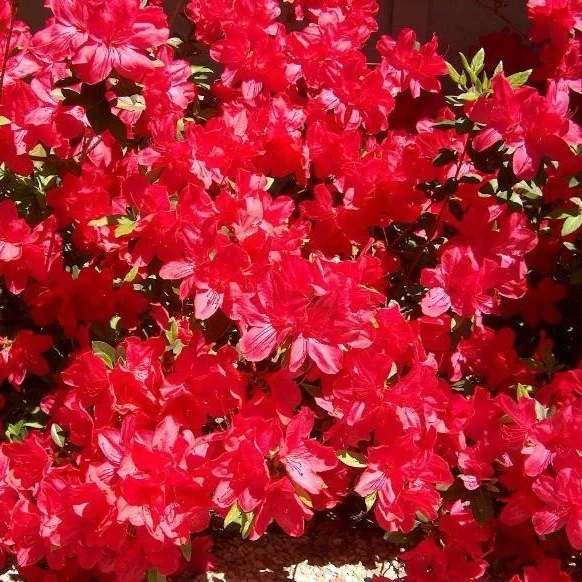 Sun Glow Azalea - Image 5